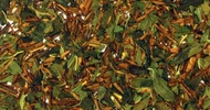Dragon Mint from Shanti Tea