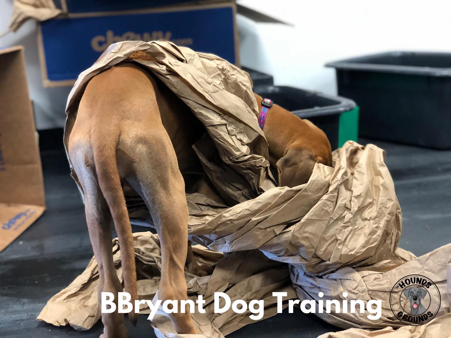 Rhodesian Ridgeback puppy, puppy training