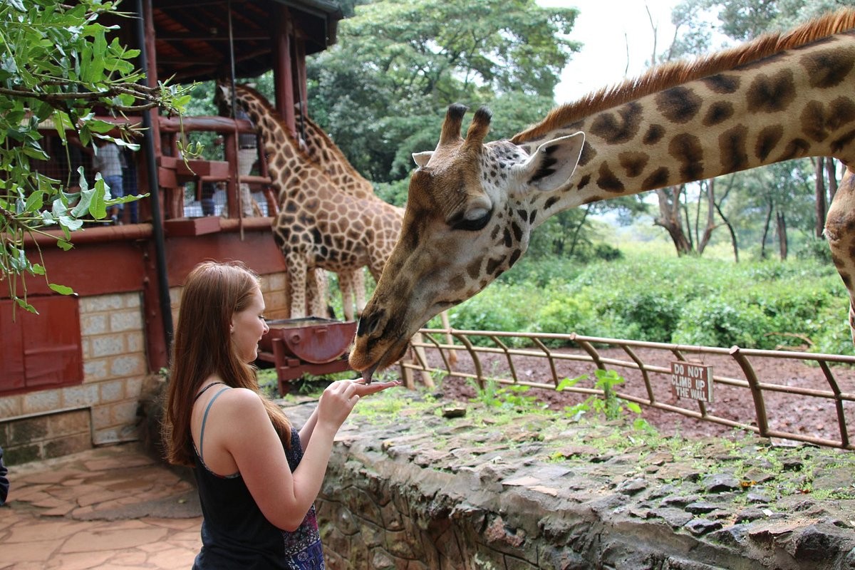 Visit Giraffe Centre and Elephant Orphanage
