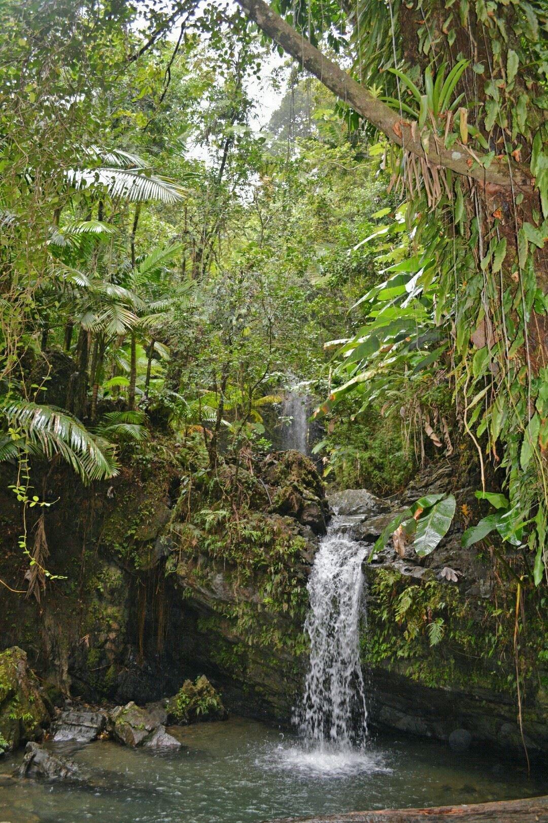 El Yunque & BioBay Combo Tour photo 2
