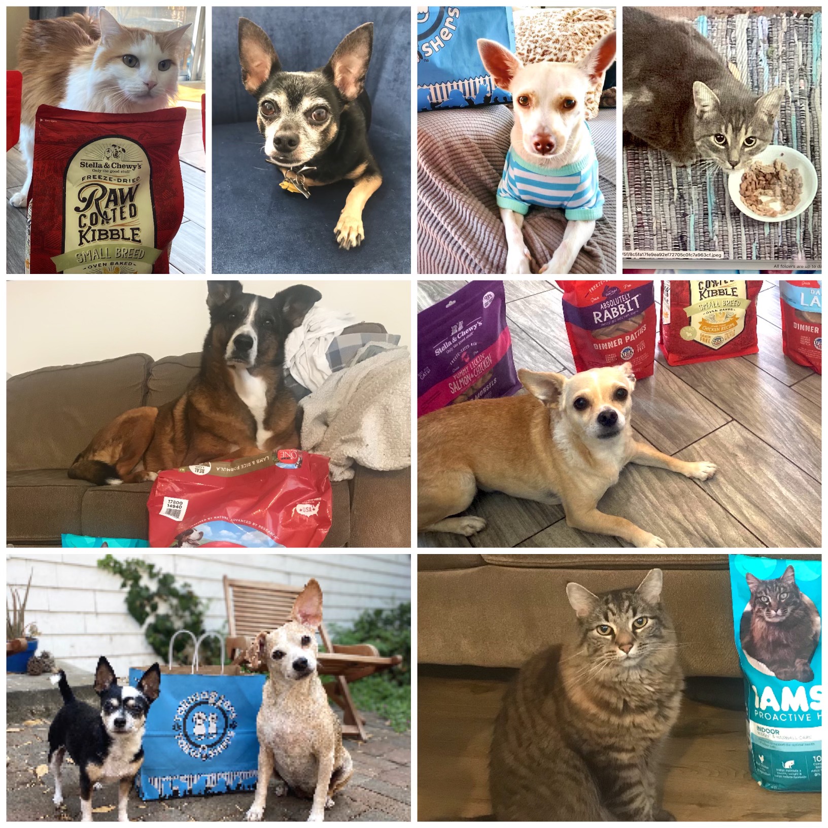 Pet Food Assistance Fund Animal Spirits Foundation (Powered by Donorbox)