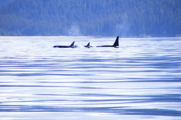 Whale Watching
