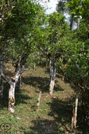 GǔShù HèKāi from pu-erh.sk