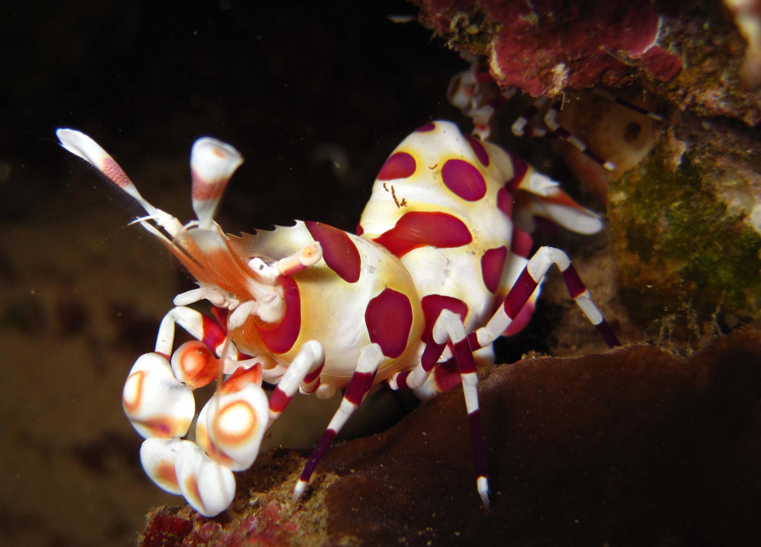 Discover the Thrill of Night Diving off Maui Ocean Shores - Lahaina