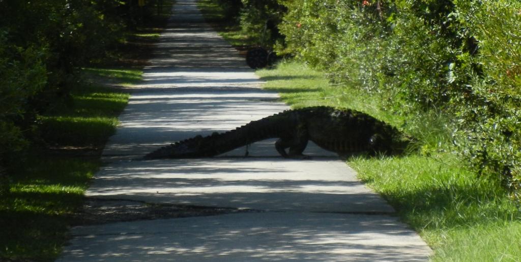 Huntington Beach State Park Tour photo 3