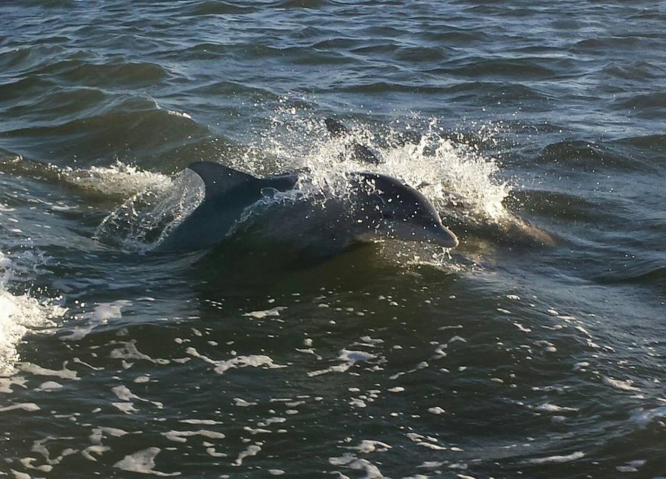 Private Two-Hour Water Tour with Turtle Mound River Tours in New Smyrna Beach - Orlando