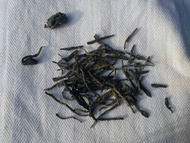Everyday Green Tea from The Phoenix Collection