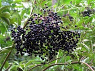 Elder Berry from Cheryl's Herbs