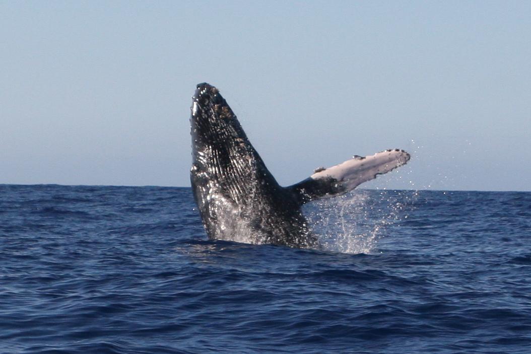 Whale and Dolphin Watch