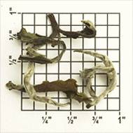 Singbulli Estate Darjeeling First Flush SFTGFOP1 CL from Upton Tea Imports