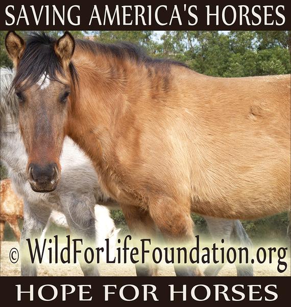 WFLF-SAH HOPE FOR HORSES Kachina P1110512c_900Wjpg