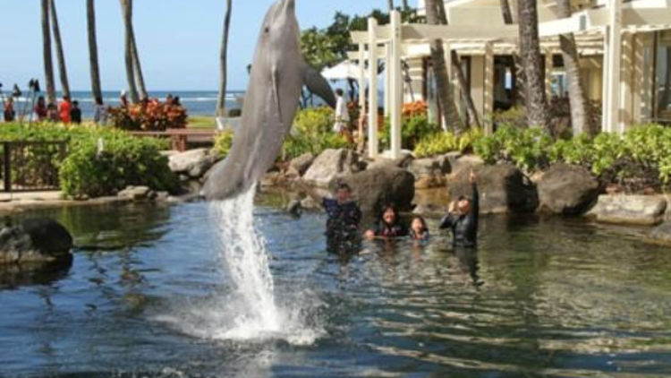 Day with the Dolphins for Two, Kahala Hotel, Hawaii