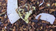 Hummingbird Honeybush from 52teas