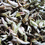 White Bird Beak Wild Tea Tree Unfermented Pu'erh Buds from Tea Art of China