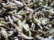 White Bird Beak Wild Tea Tree Unfermented Pu'erh Buds from Tea Art of China
