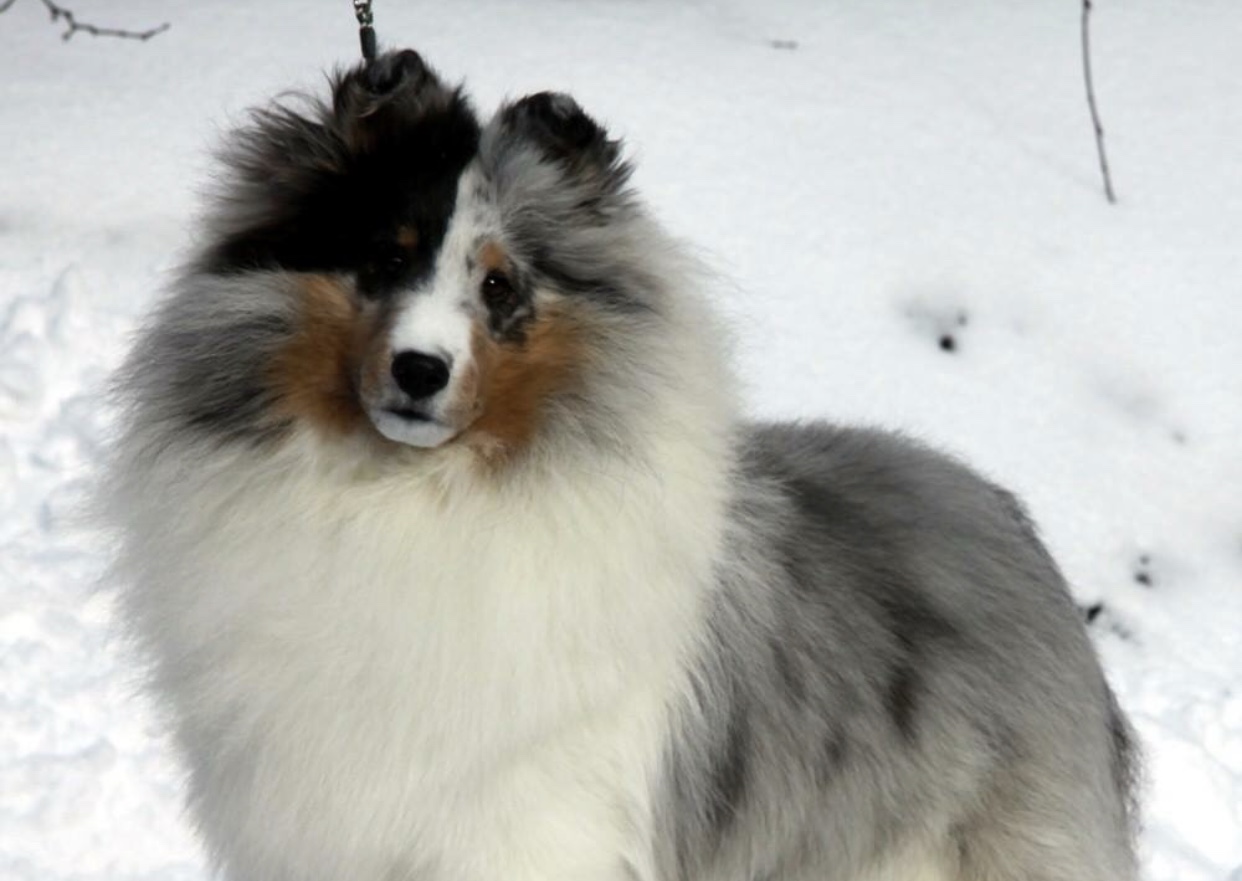 sheltie stuff