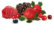 Forest Fruit from Mistral
