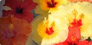 Hibiscus Raspberry from Coffees of Hawaii