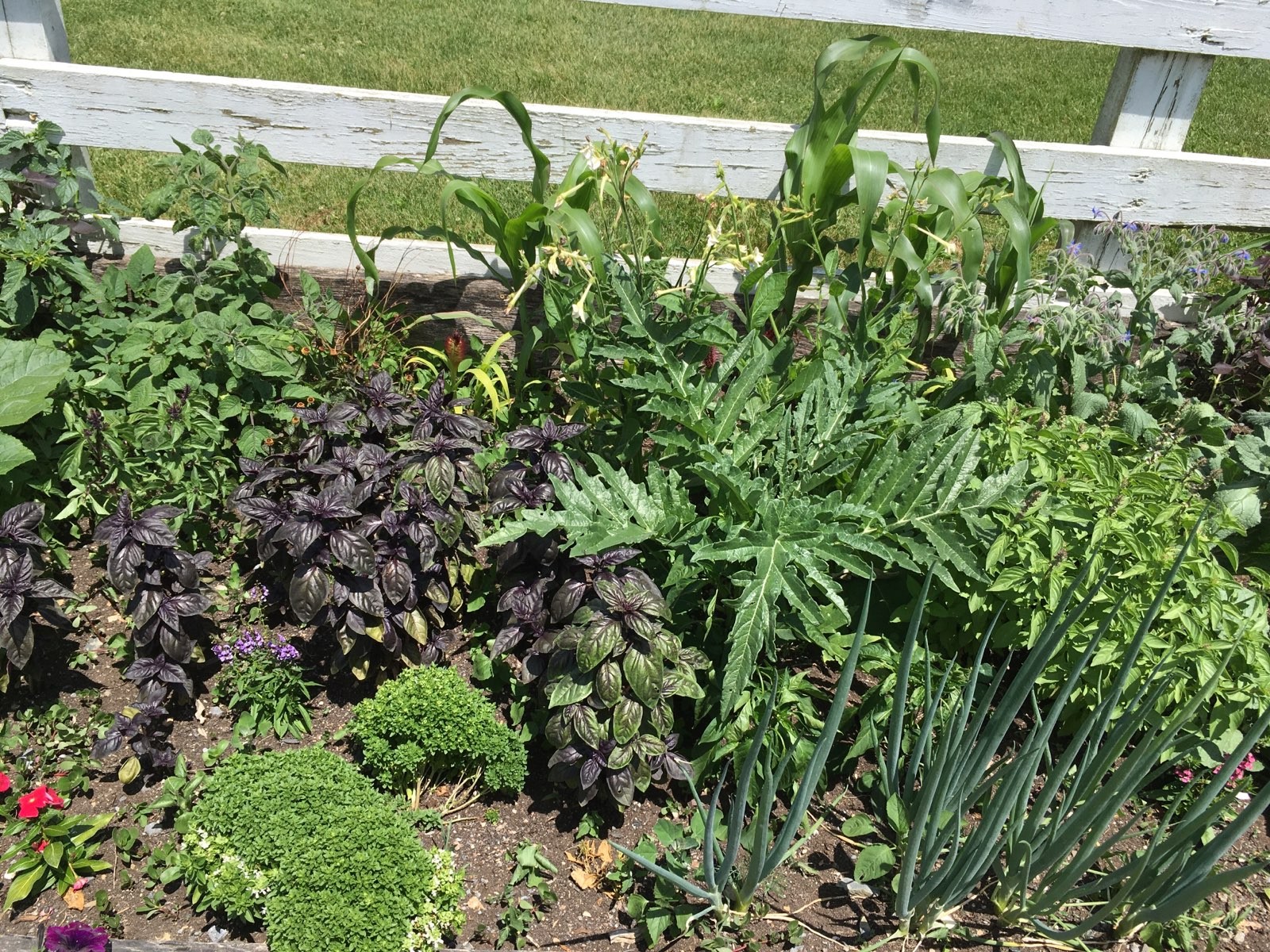 Product image for Beginning Gardener Fundamentals with Joe Lamp'l