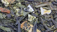 Mango Cantaloupe from 52teas