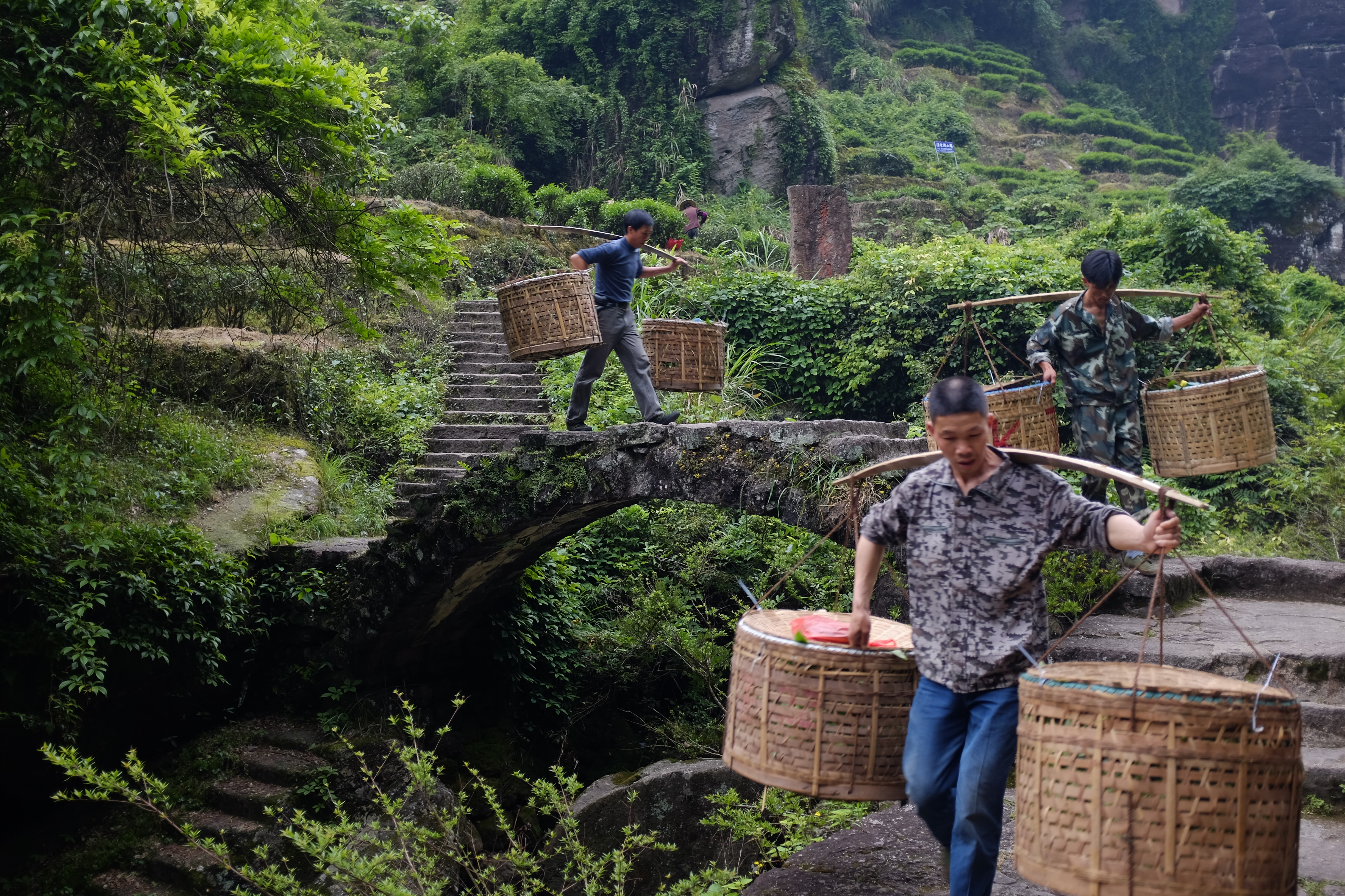 Product image for Wu Yi Shan Virtual Tea Trip: Bundle