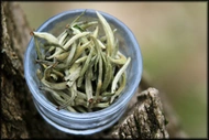 Guangxi Silver Needle from Whispering Pines Tea Company