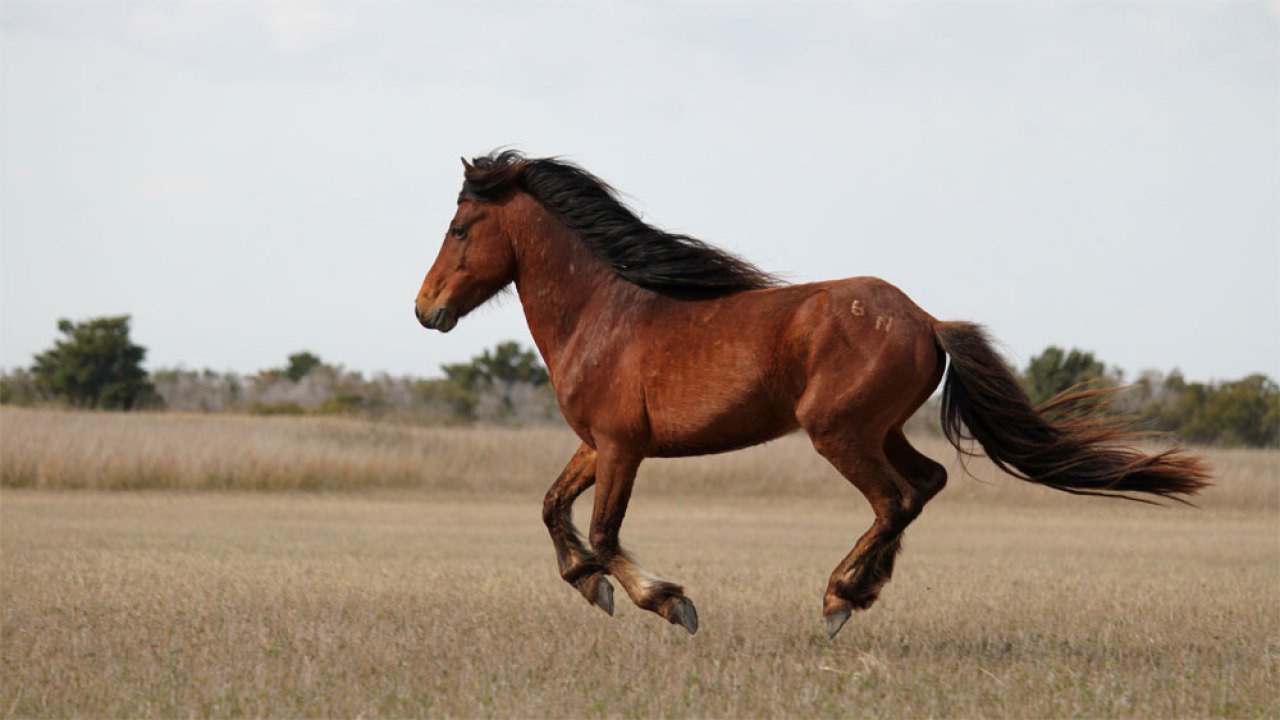 bhs equine galbraith