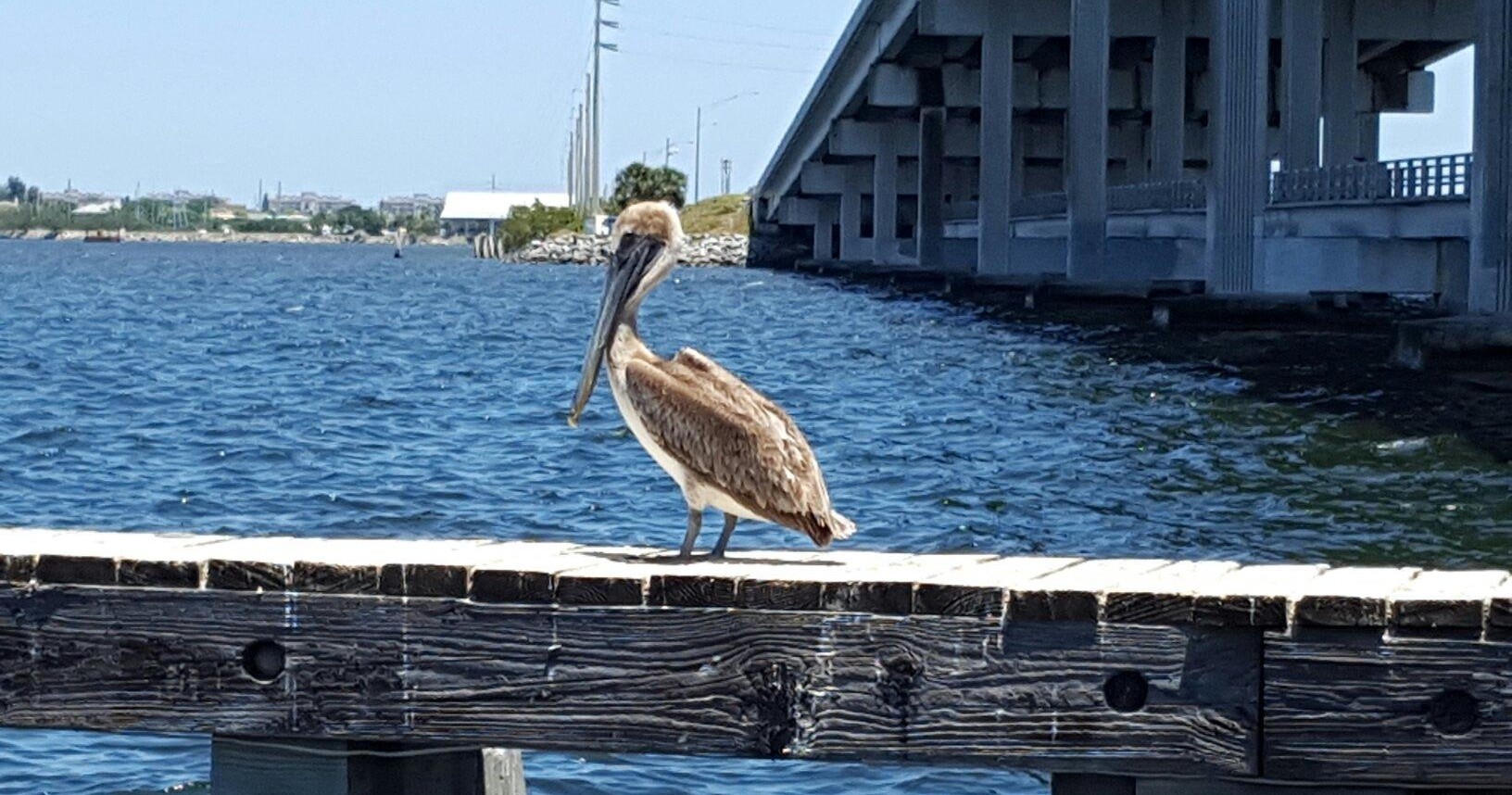 2 hour  Dolphin Tour. Best Price in Florida. photo 2