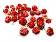 Red Globe Amaranth from ESGREEN