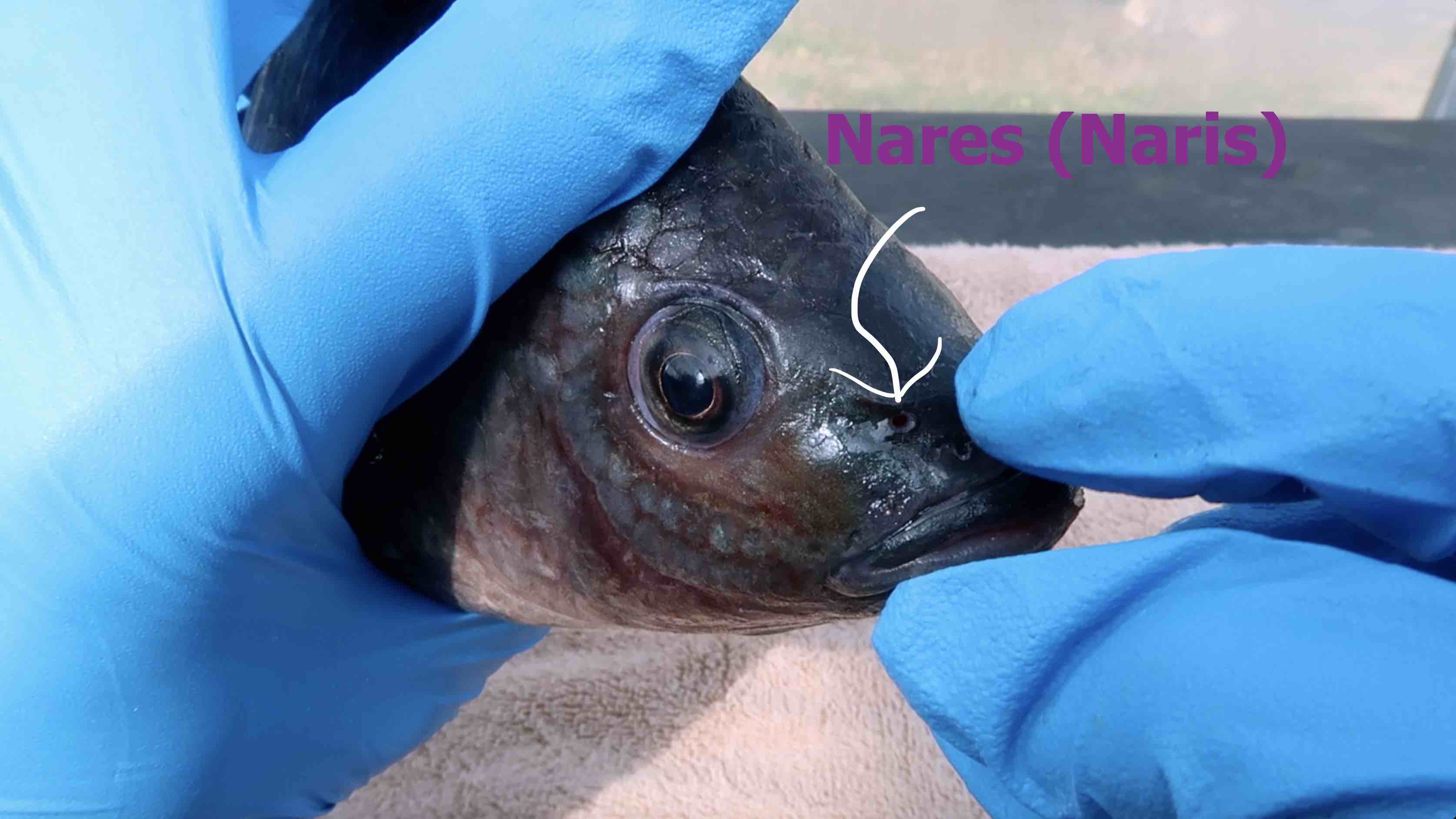 The School Of Aquaponics External Parts Of A Fish Tilapia Edition