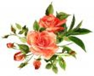 Rose Petals from The Tea Can Company