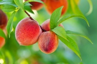 peach green from The Devotea