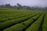 Japanese Kokei Cha from Grey's Teas