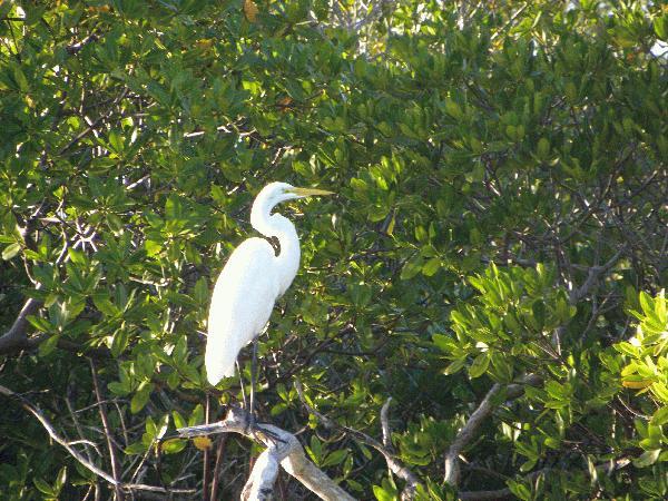 Native Guidance's Nature Excursions in Summerland Key - Key West