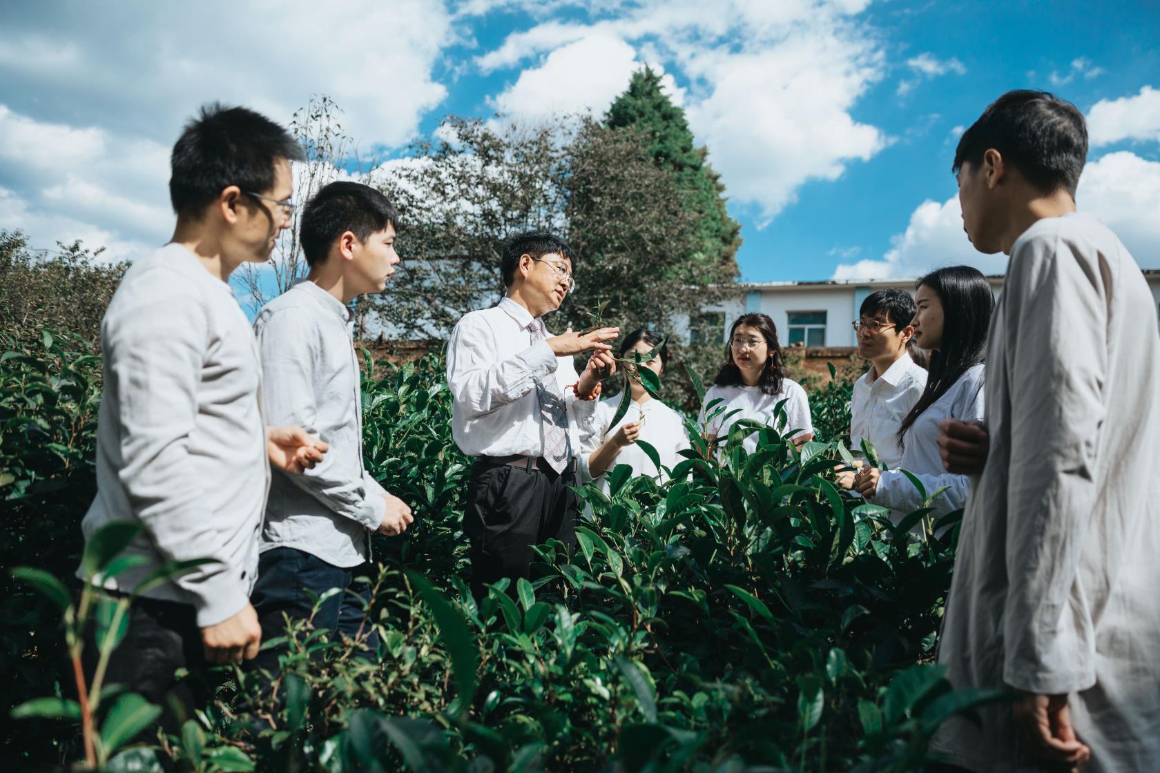 Product image for An In-Depth Interpretation of the Essence of Pu Er Tea