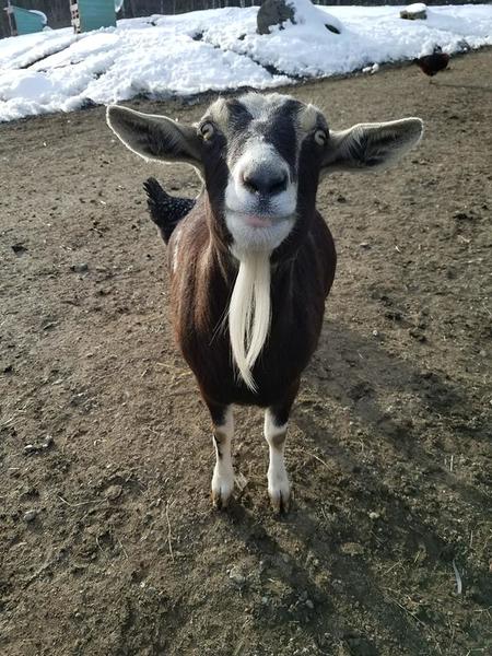 goatjpg