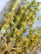 Greek Mountain Tea from Vrino