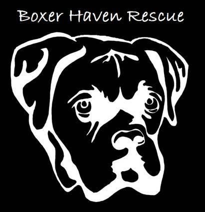 BoxerLogojpg