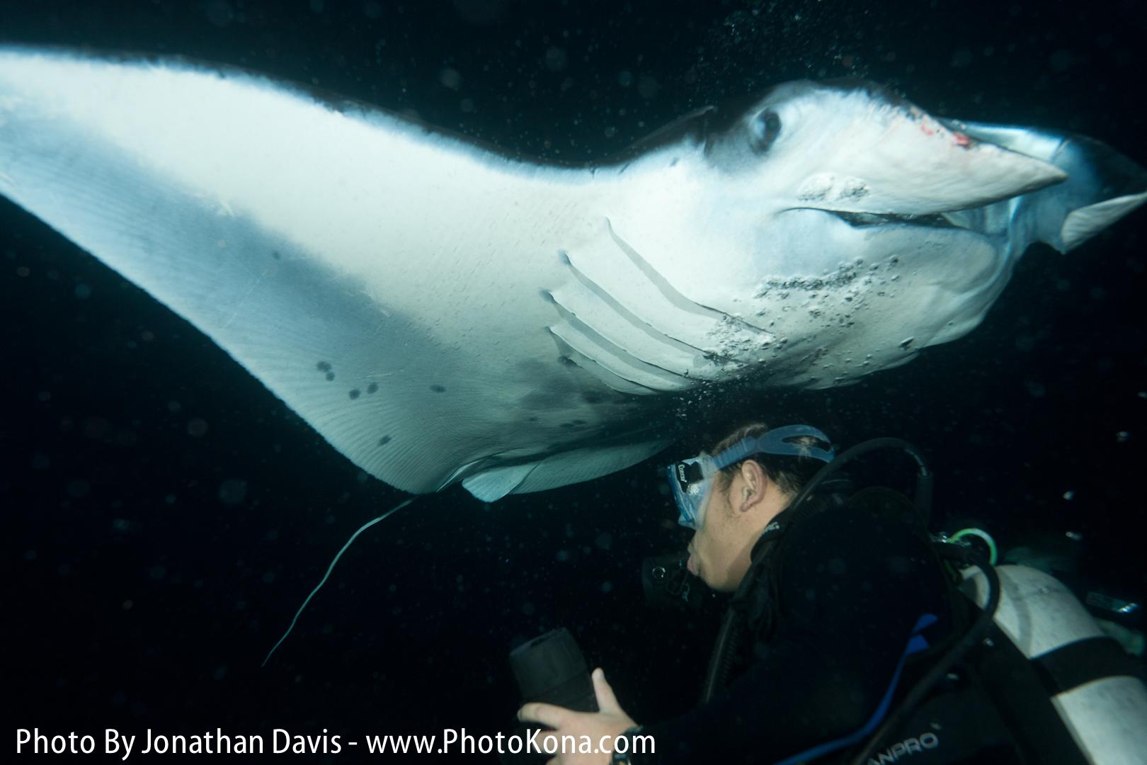 Manta Ray Night Charter photo 2