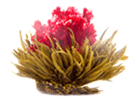 Noble Madam from Primula Tea