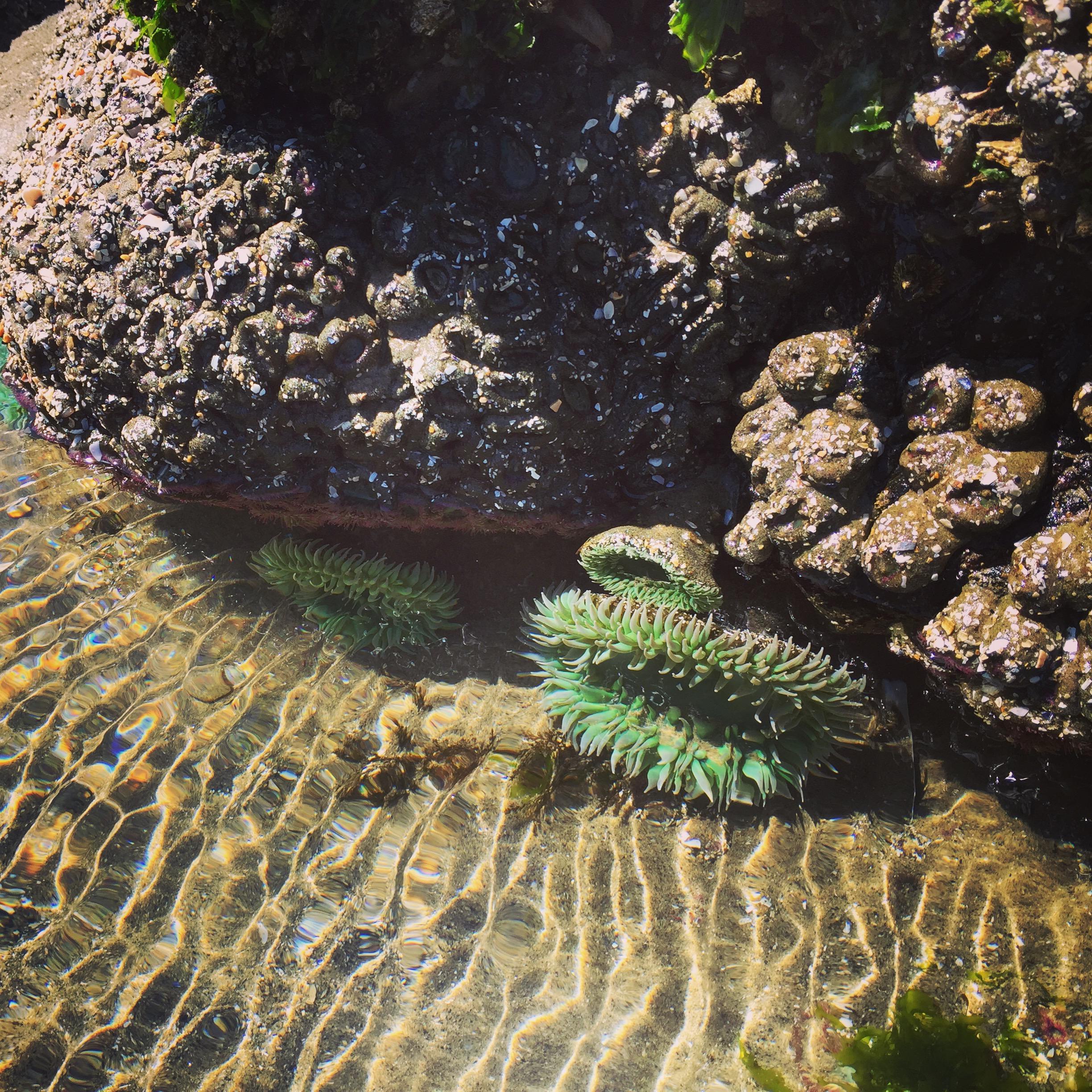 Full Day Oregon Coast Tour photo 4