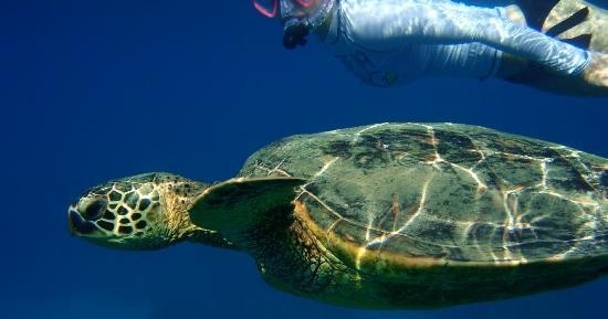 Wildlife & Water: Makena Turtle Town Eco Adventure with Maui Kayaks - Kahului