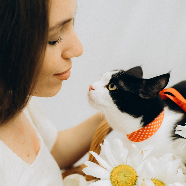 Kitten News Daily logo