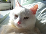 HRH Emperor Oliver #2 from Adagio Custom Blends