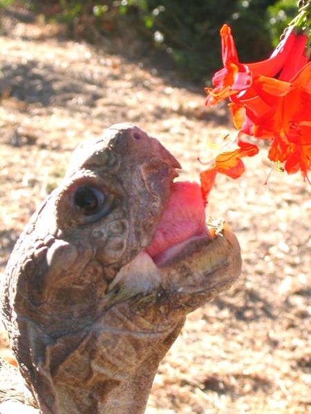 poppy eating flower -profile photoJPG