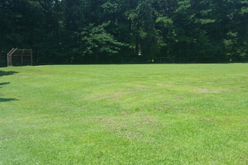 Field