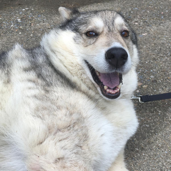 yaywolfjpg