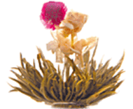 Wild Flowers from Primula Tea