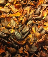 Cascara Tea from Stumptown Coffee Roasters