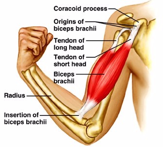 Basic Anatomy Of Training